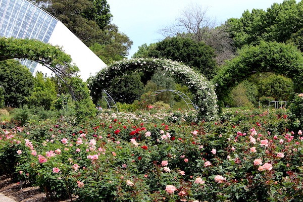 Adelaide International Rose Garden and the National Rose Trial Garden of Australia.